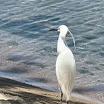 Kallithea *