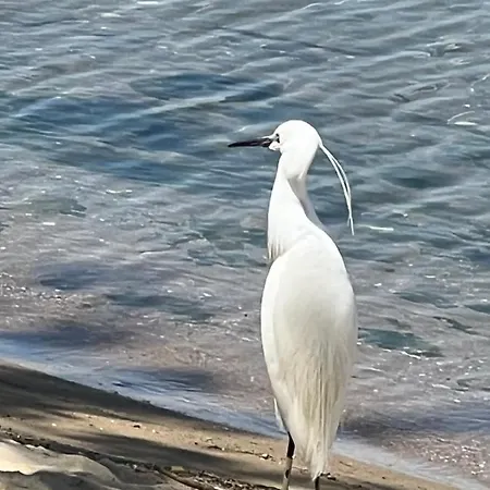Kallithea *